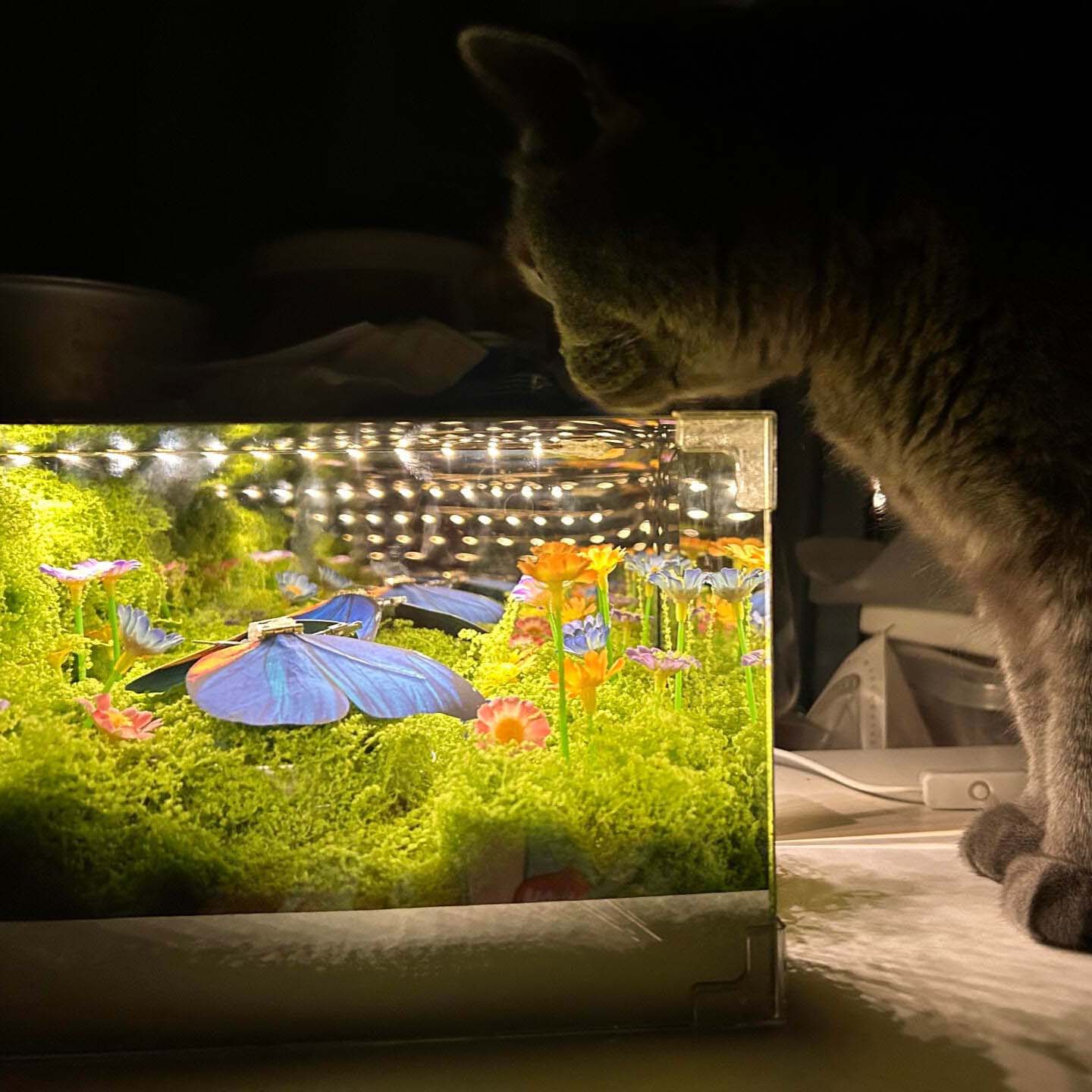 🦋 Spring Butterfly Cube LED Night Light DIY Craft Kit - WonderWonders